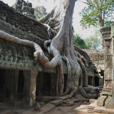 Angkor wat (Cambodge)