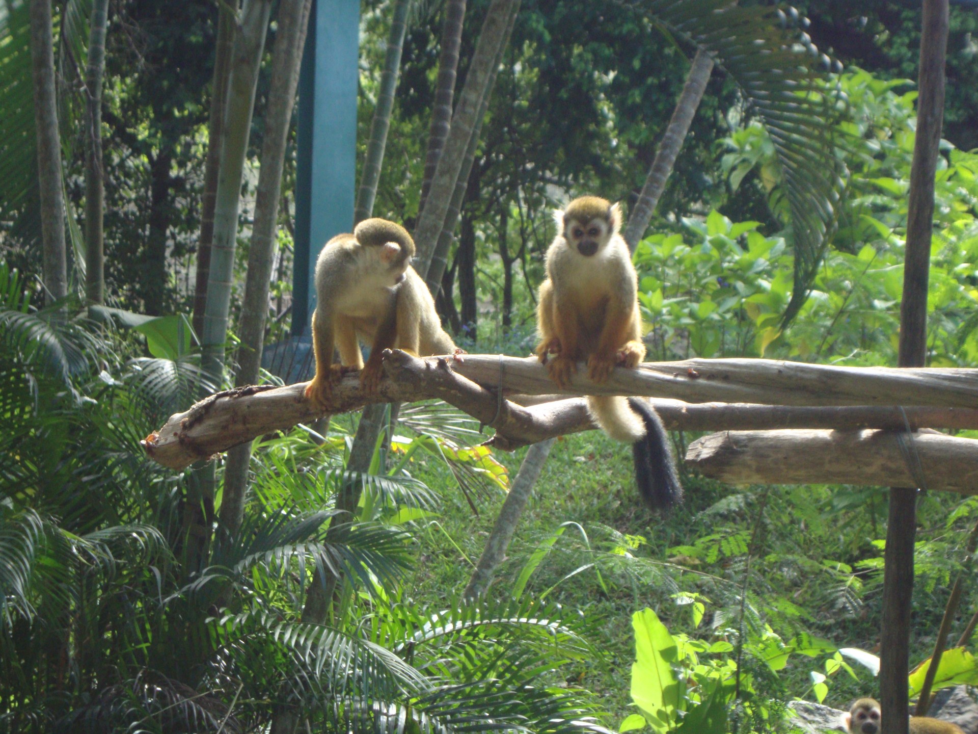 zoo de chiang mai (2013)