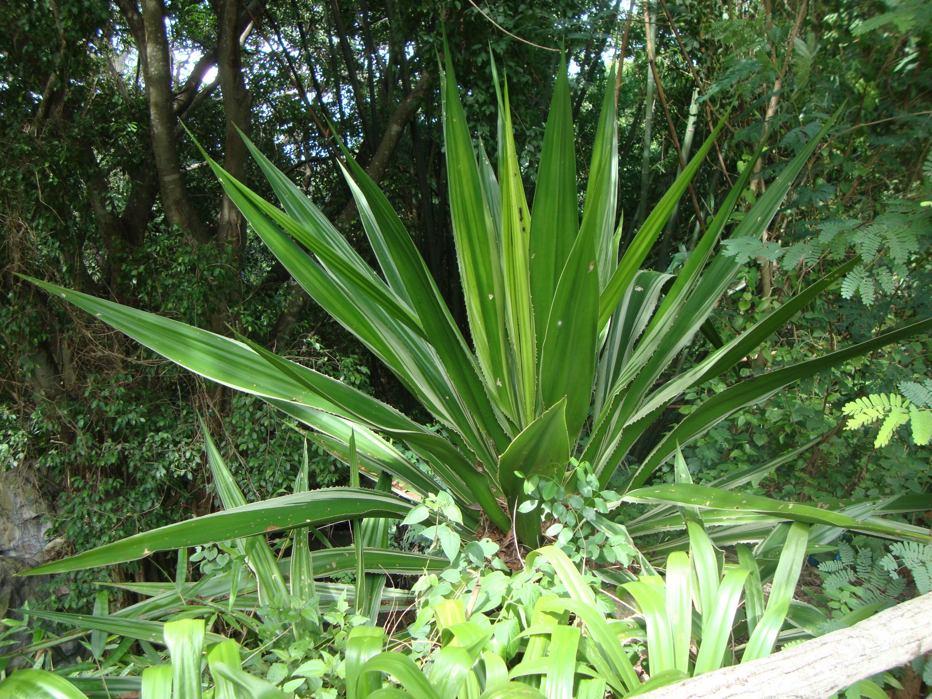 zoo de chiang mai (2013)