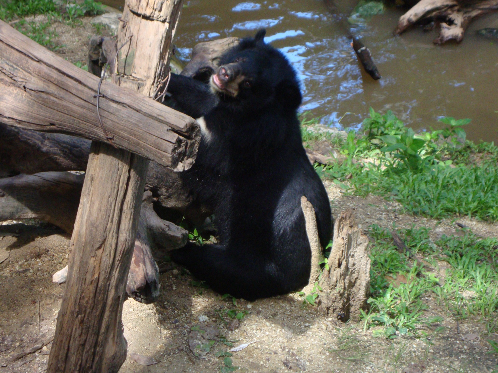 zoo de chiang mai (2013)