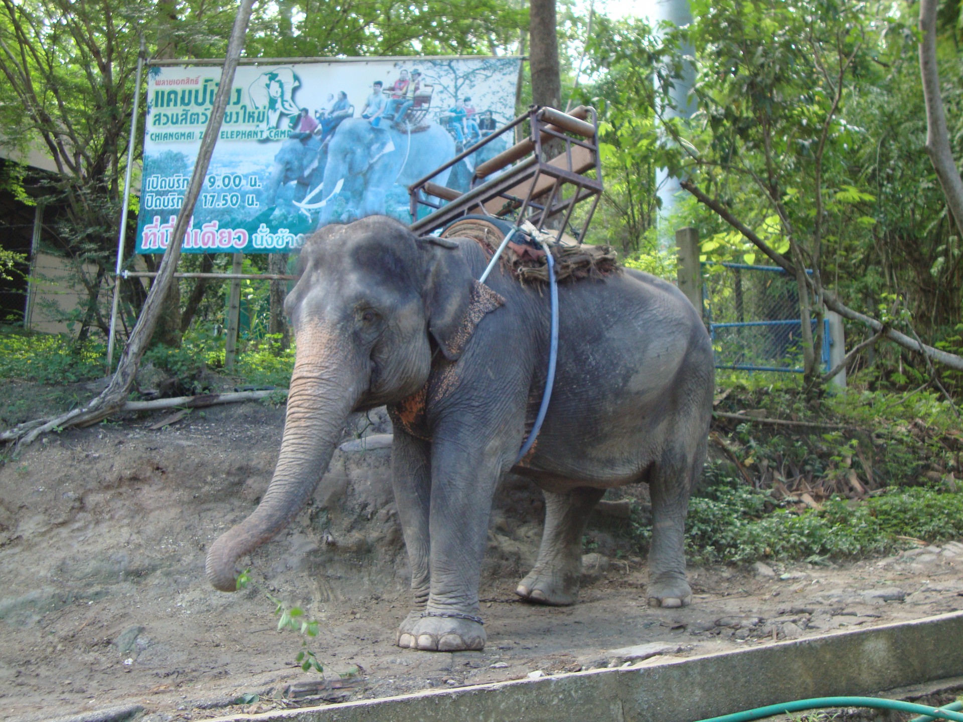 zoo de chiang mai (2013)