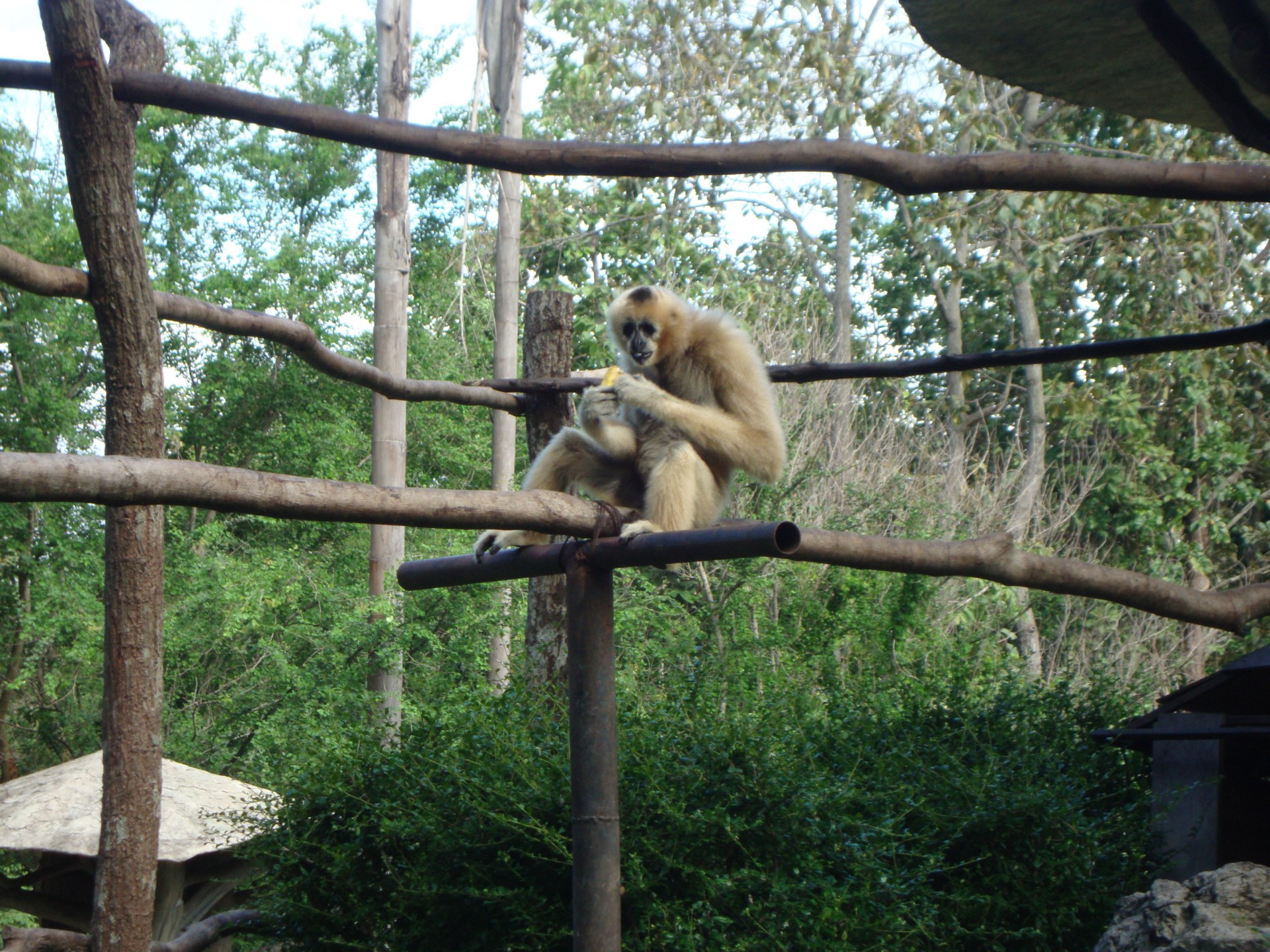 zoo de chiang mai (2013)