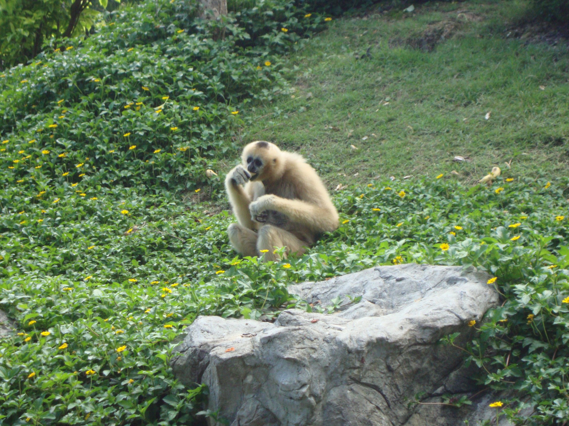 zoo de chiang mai (2013)