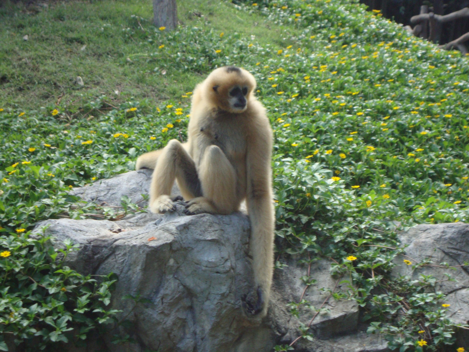 zoo de chiang mai (2013)