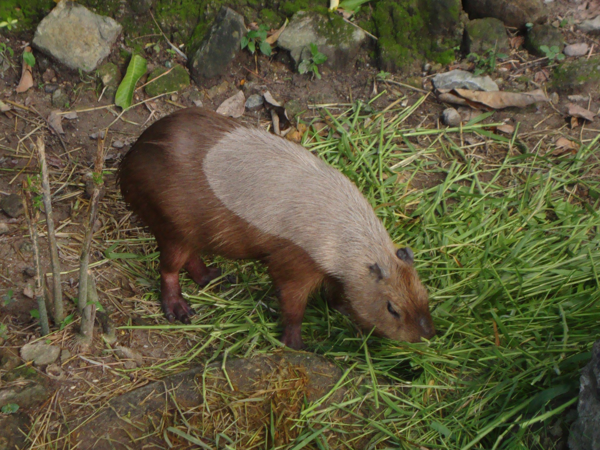 zoo de chiang mai (2013)