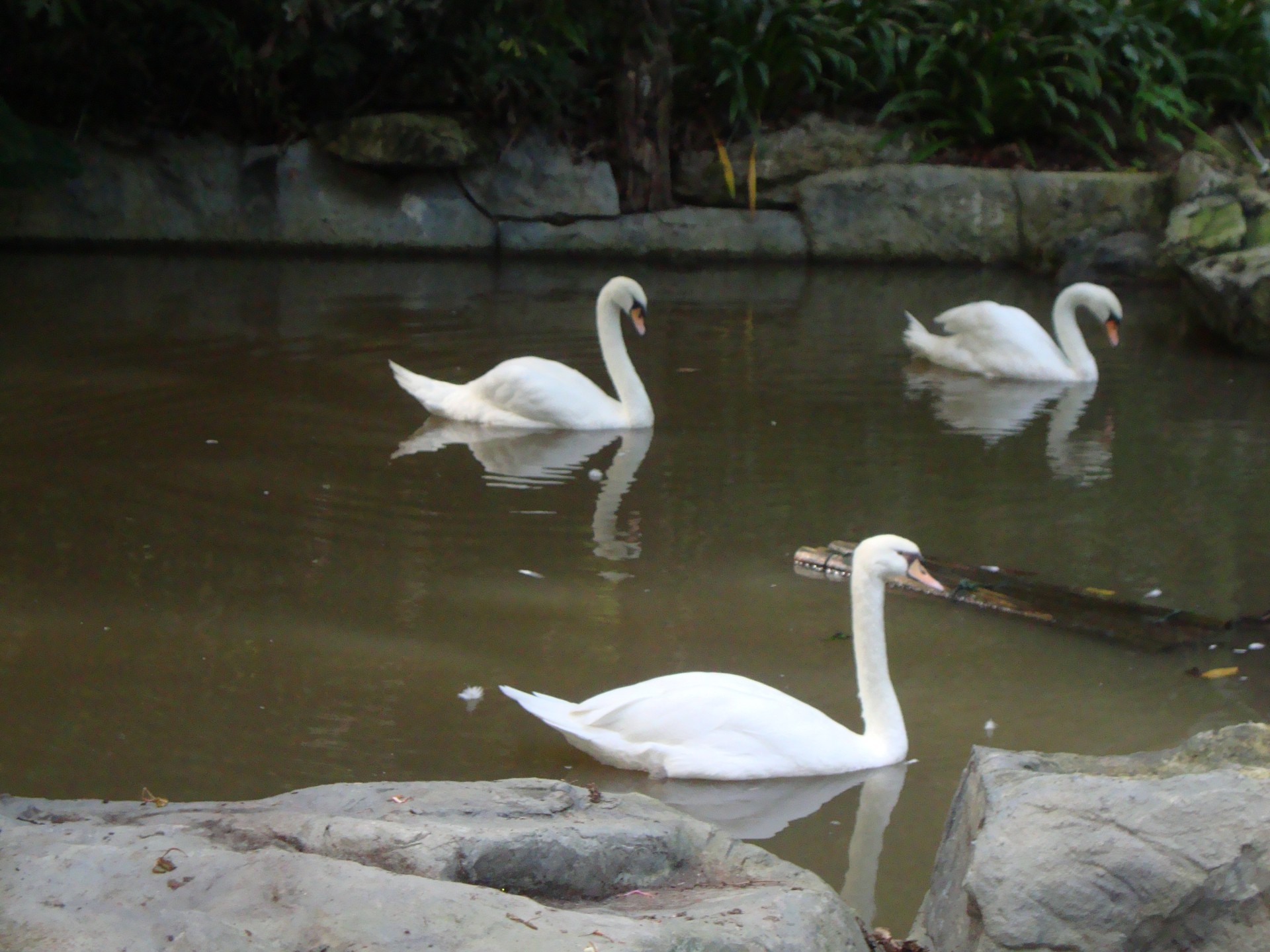 zoo de chiang mai (2013)