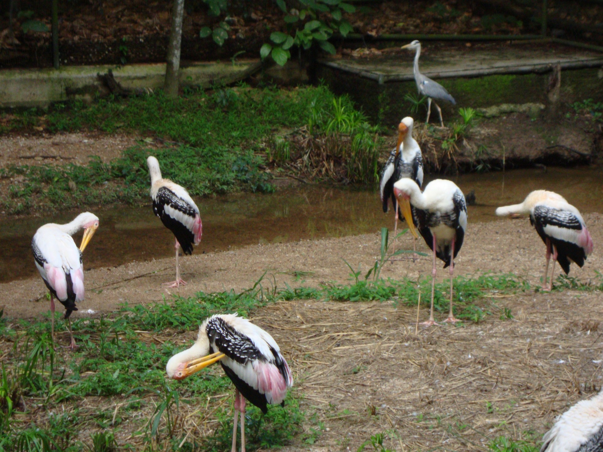 zoo de chiang mai (2013)