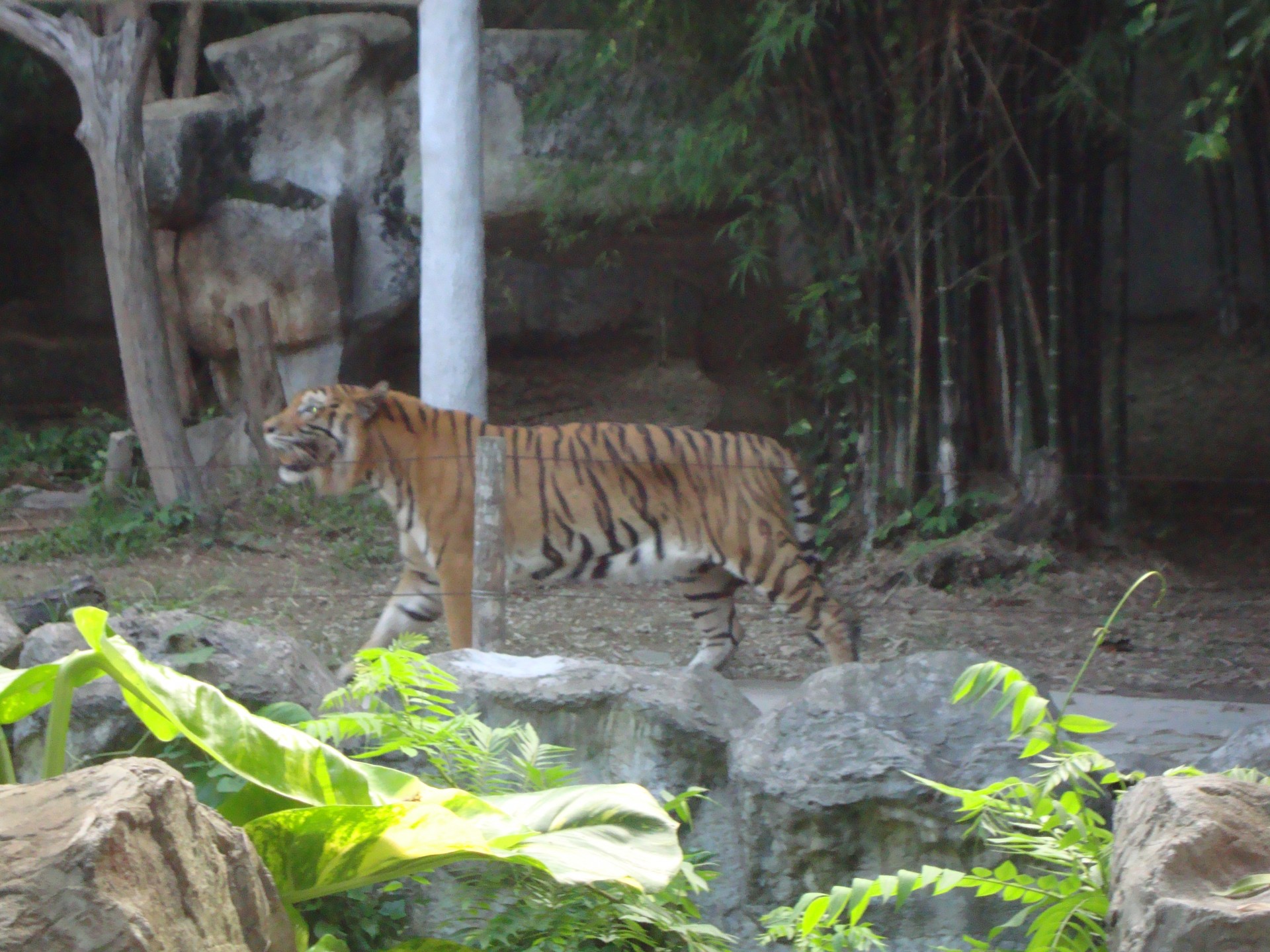 zoo de chiang mai (2013)