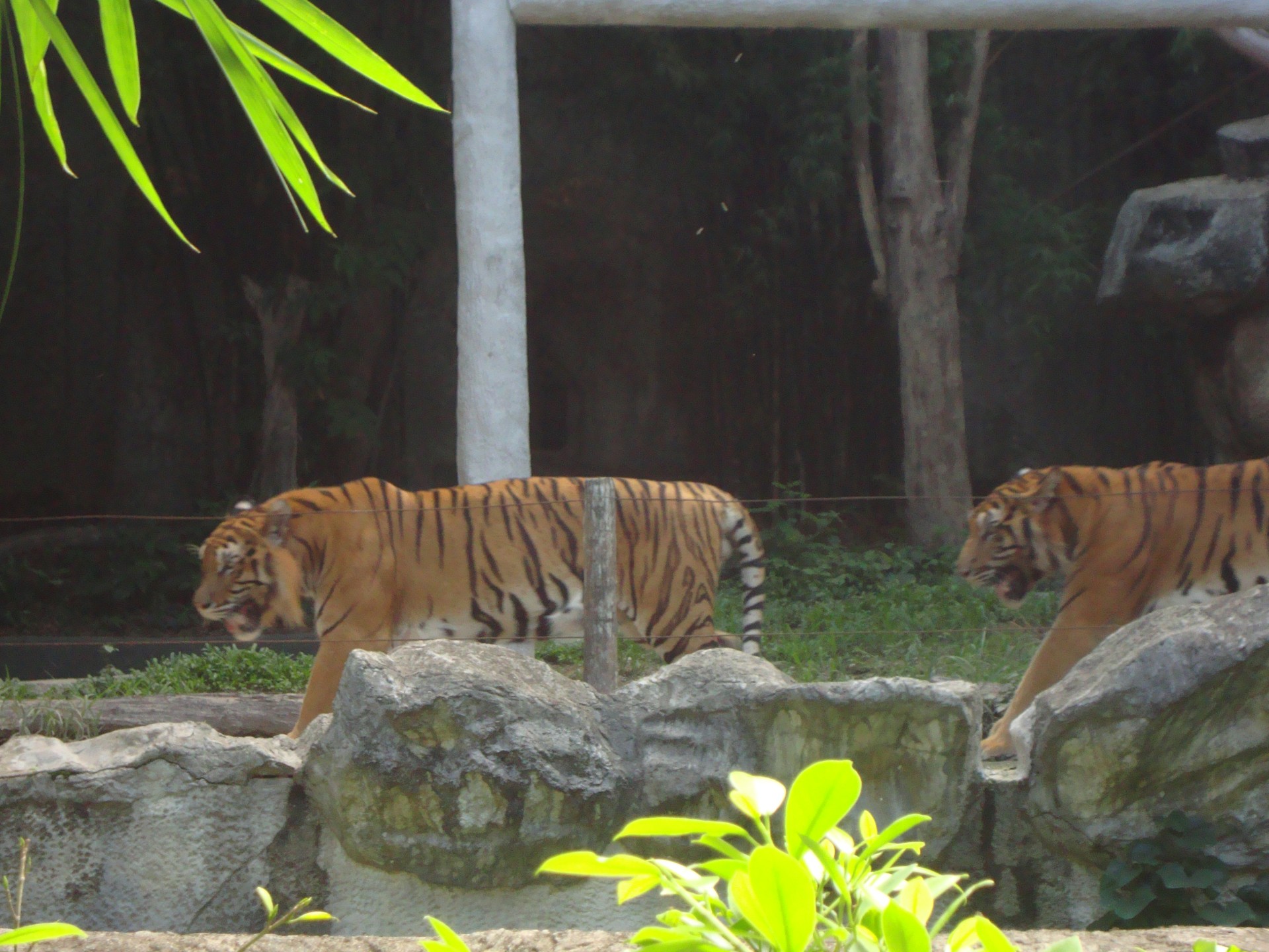 zoo de chiang mai (2013)