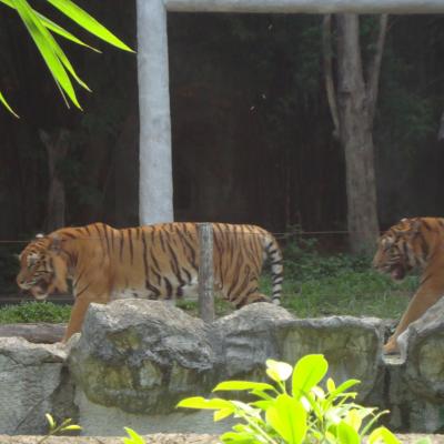 zoo de chiang mai (2013)