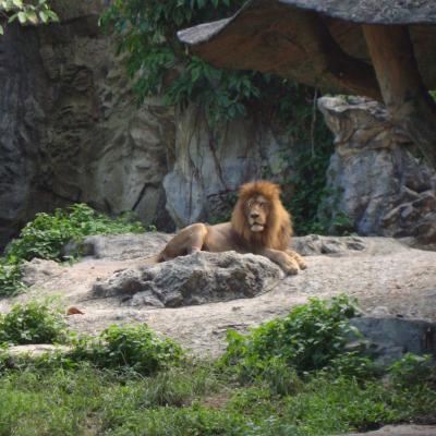 zoo de chiang mai